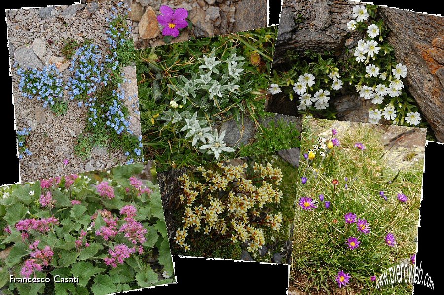 Collage di fiori 3.jpg